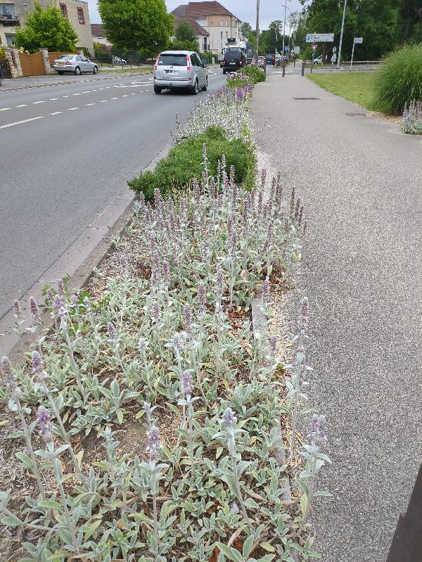 Présentation des Espaces verts
